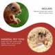 thumbnail image 3 of 12Pcs Pet Mineral Stone Chew Toy Teeth Grinder with Hole for Hamster Rabbit, 3 of 4