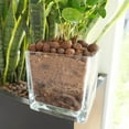 thumbnail image 4 of Leca Expanded Clay Pebbles Grow Media for Indoor Plants Hydroponic Growing Gardening System Supplies 2LBS, 4 of 6
