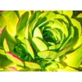thumbnail image 2 of Miller, Anna 32x25 Gold Ornate Wood Framed with Double Matting Museum Art Print Titled - Closeup of a Succulent, 2 of 4