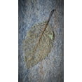 thumbnail image 2 of Jaynes Gallery 10x14 Black Ornate Wood Framed with Double Matting Museum Art Print Titled - USA-Washington State-Seabeck Skeletonized alder leaf on rock, 2 of 4
