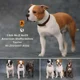 thumbnail image 2 of Figura de perro American Staffordshire Terrier de Mr.Z Studio 1:6, modelo de animal cánido, juguete de colección, decoración de escritorio para adultos, 2 of 5