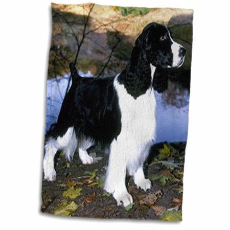 3dRose Black And White Springer Spaniel - Towel  15 by 22-inch (twl_949_1)