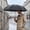 Black, variant on Automatic Folding Umbrella 42 Inch Large Windproof Travel Umbrella with UV Protection for Rain and Sun Beige