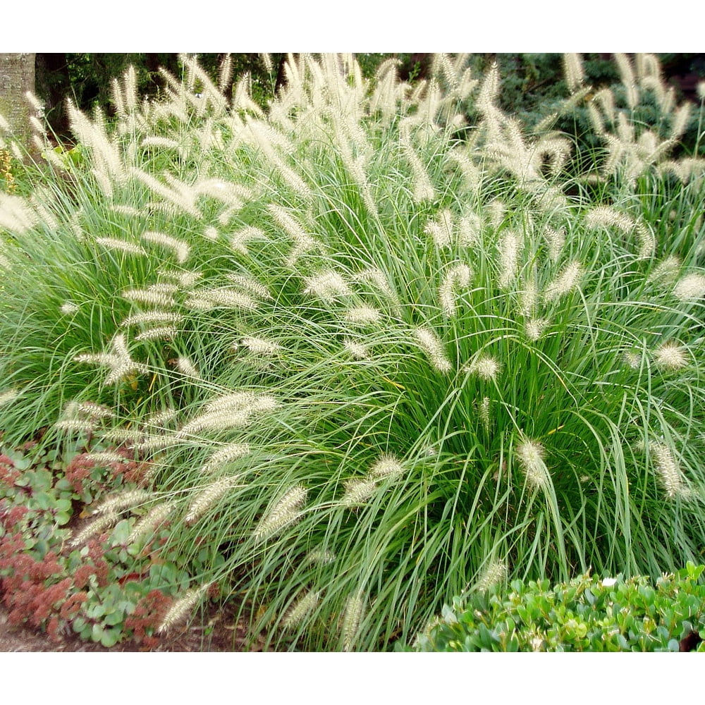 Hamein Dwarf Fountain Grass Pennisetum Hameln 4" Pot Walmart