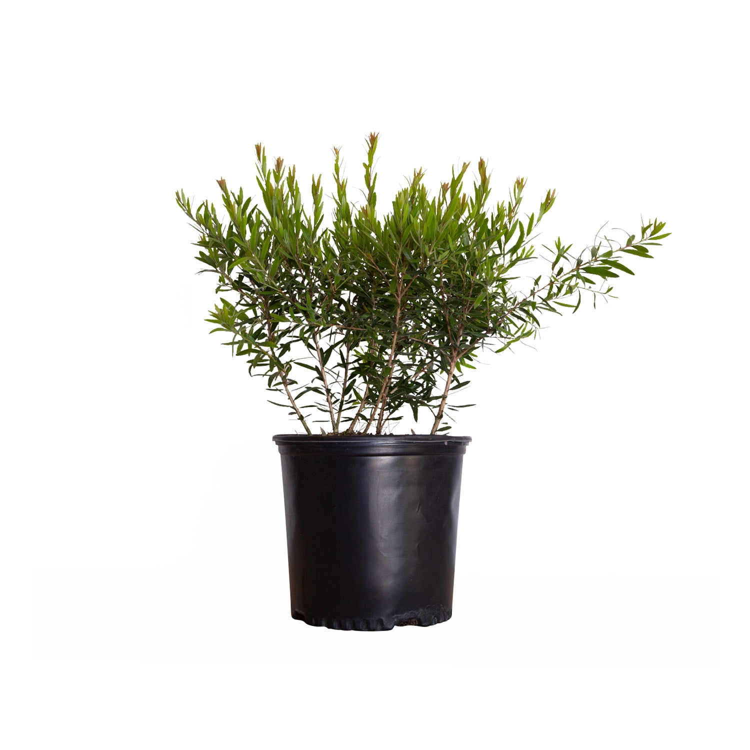 Red Cluster Bottlebrush (2.4 Gallon) Flowering Evergreen Shrub with Brush-Like Blooms - Full Sun Live Outdoor Plant