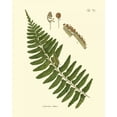 thumbnail image 2 of Vision Studio 26x32 White Modern Wood Framed Museum Art Print Titled - Antique Fern V, 2 of 4