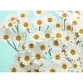 thumbnail image 2 of Stalus, Judy 32x25 White Modern Wood Framed Museum Art Print Titled - Daisy Love III, 2 of 4