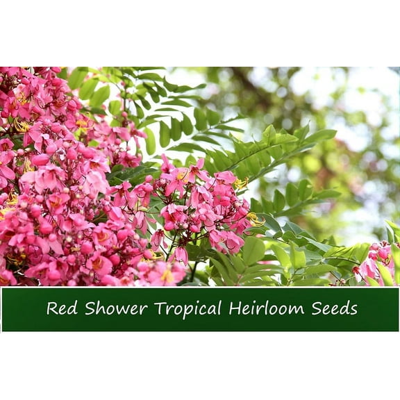 Tropical Seeds-Red Shower Tree - 10 Seeds- -Cassia Marginata