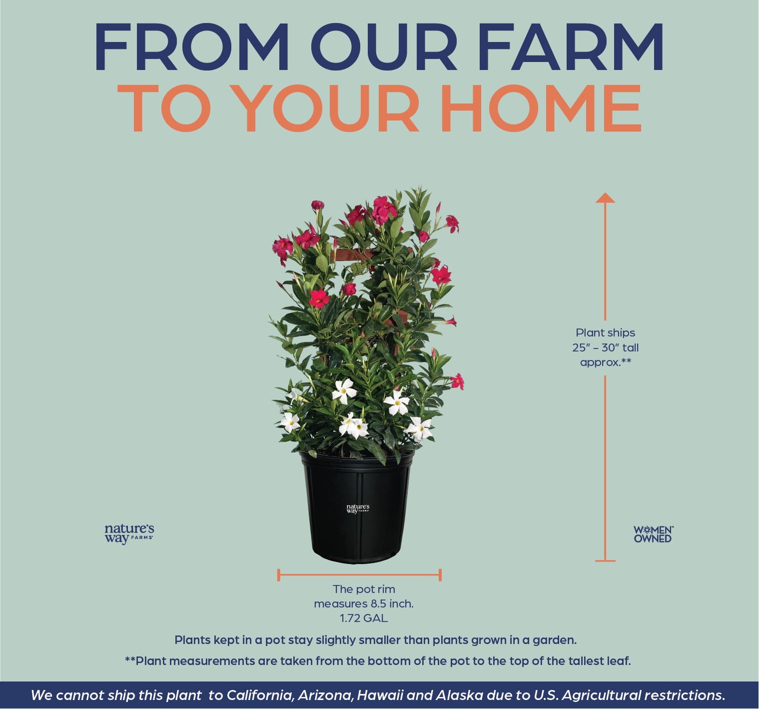 Nature's Way Farms Mandevilla Duo Red/White Trellis Live Plant (25-30 in. Tall) in Grower Pot May Ship Without Flowers