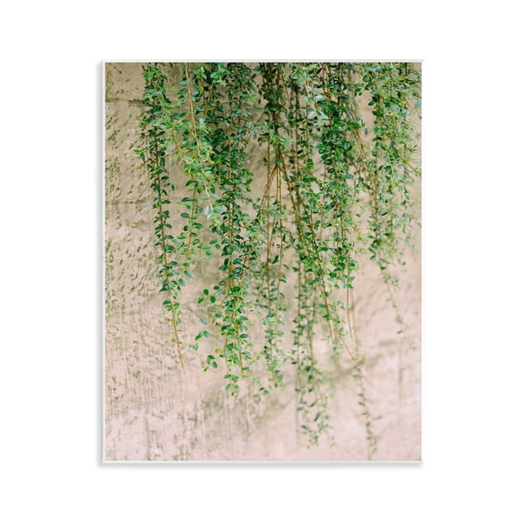 Stupell Industries Hanging Ivy Vines Botanical & Floral Photography Unframed Art Print Wall Art, 11 x 14