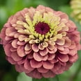 thumbnail image 2 of Zinnia Queen Red Lime Nice Garden Flower 25 Seeds, 2 of 3