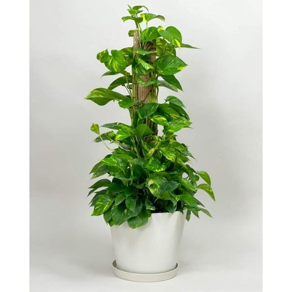 Pothos-Assorted-Versatile indoor plant  10" Pot