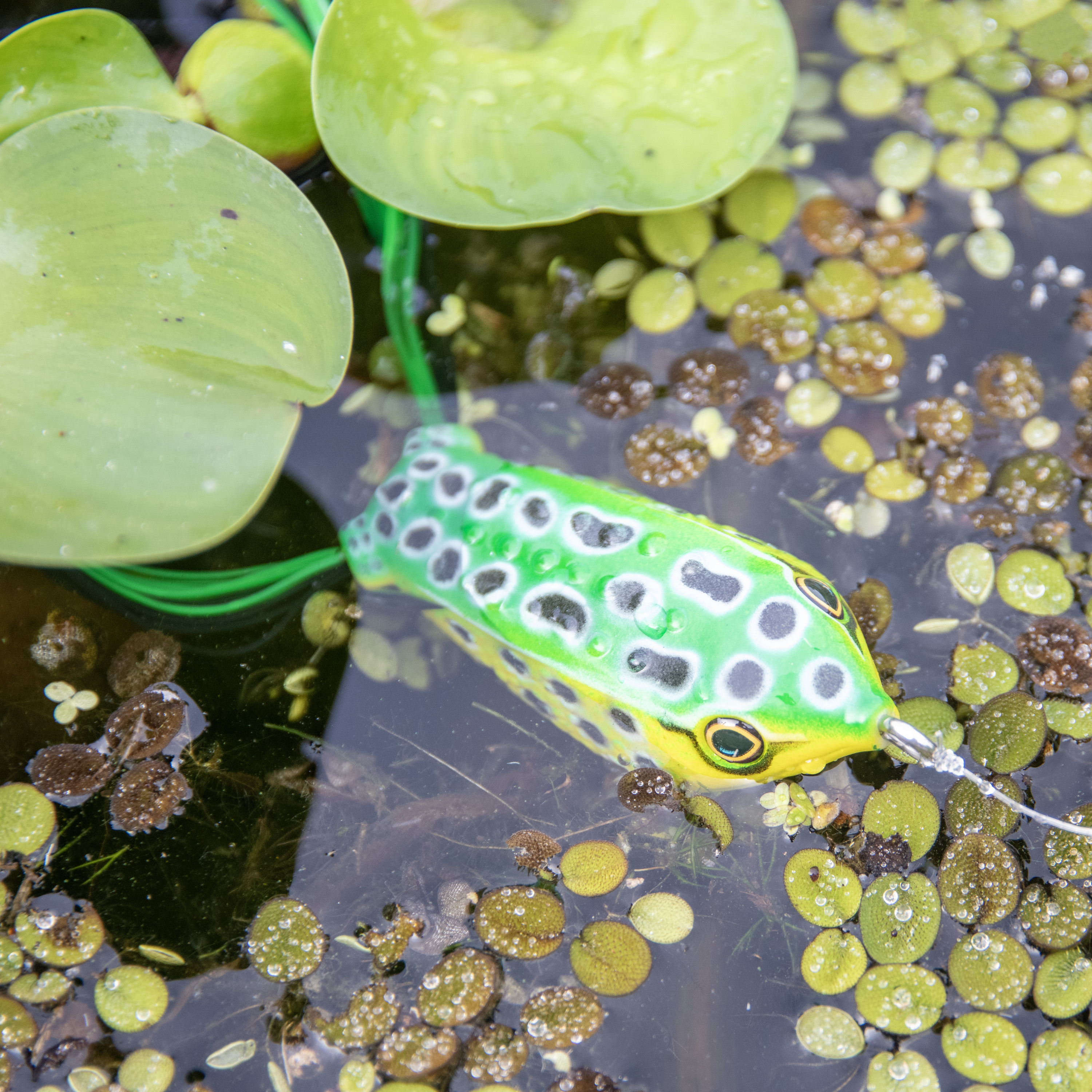 Ozark Trail 2.5" Topwater Frog Lure for Bass Fishing, Green