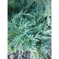 thumbnail image 5 of Juniper Angelica Blue - 20 Live Plants - Juniperus Chinensis - Drought Tolerant Cold Hardy Evergreen, 5 of 9