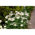 thumbnail image 4 of 1000 DWARF White SHASTA DAISY Chrysanthemum Maximum Flower Seeds, 4 of 7