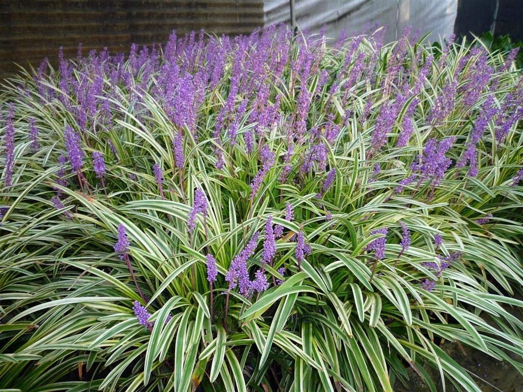Variegated Liriope  3 Live Plants  Liriope Muscari Variegata  Ornamental Ground Cover Plants  Evergreen Foliage