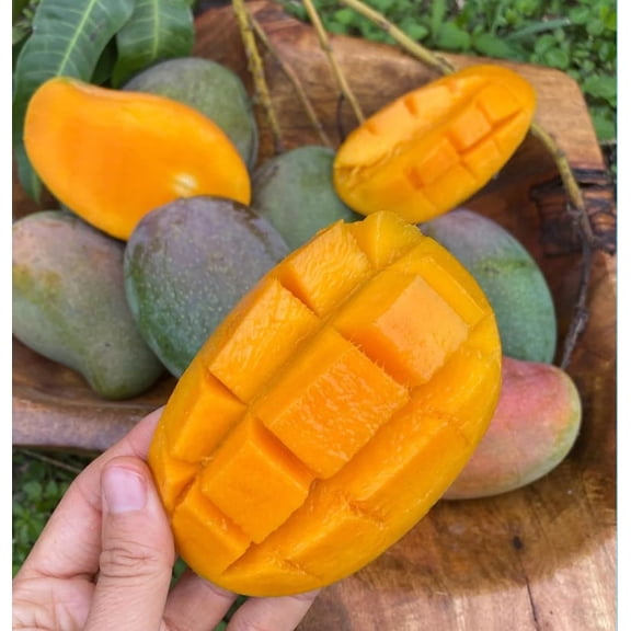 East Indian Mango TREE GRAFTED(ships in 3 gallons pot). 1-2 years to fruit. Ship to all states