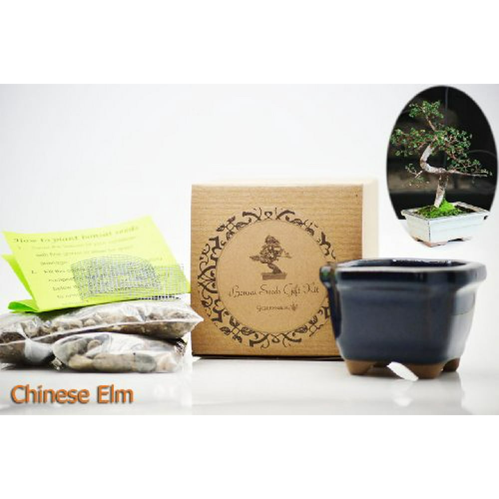 9GreenBox Chinese Elm Bonsai Seed Kit Gift Complete Kit to Grow