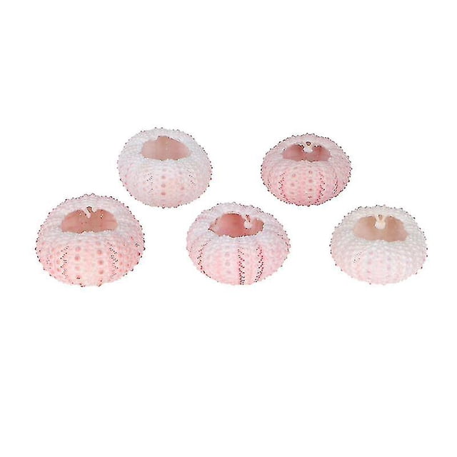 Concha de erizos de mar naturales, dije de caracola perforadora, conchas de artesanía marina náutica, cuentas de playa oceánica para colgante, decoración artesanal del hogar, tamaño A
