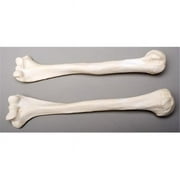 Skeletons and More Left Humerus Bone - Life-size Durable Plastic Bone for Left Arm