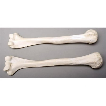 Skeletons and More Left Humerus Bone - Life-size Durable Plastic Bone for Left Arm