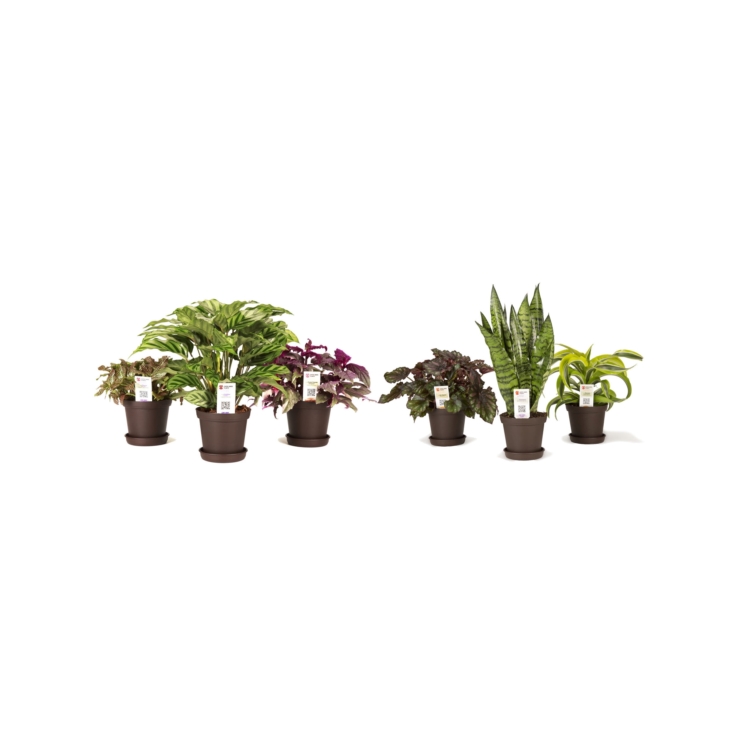 Costa Farms Exotic Angel Plant Live Indoor Multicolor Exotic Angel Plant In 48in Pot Walmart