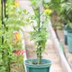 thumbnail image 1 of unbranded 5Jgo Para Plantas Trepadoras De Plástico Para Macetas Y Jardín, 1 of 8