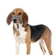 thumbnail image 1 of para Perros Ajustable Bebible Transpirable Hebilla Cubierta para La Boca Del Perro para El Aseo de Perros Agresivos Perros Pequeños, Me Azul Colores L Colco Bozal duradero, 1 of 7