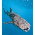 thumbnail image 3 of Sea Animals Duvet Cover Set, Whale Shark Swimming Predators Hunter Clear Water Under the Sea Picture Print, Decorative 3 Piece Bedding Set with 2 Pillow Shams, Queen Size, Dimgray Blue, by Ambesonne, 3 of 3