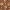 Brown, variant on SAFAVIEH Lyndhurst Mason Floral Border Area Rug, Red, 8' x 11'