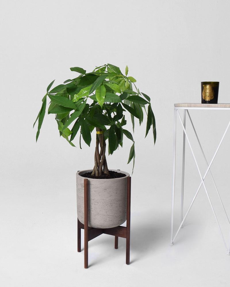 Modern Garden Live Indoor 3ft Tall Braided Money Tree with