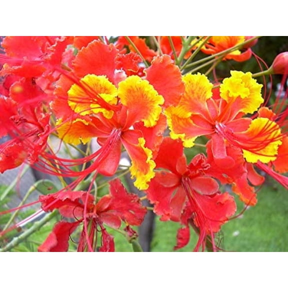 Red Bird of Paradise Caesalpinia Pulcherrima Barbados Peacock Flower Jocad (10 Seeds)