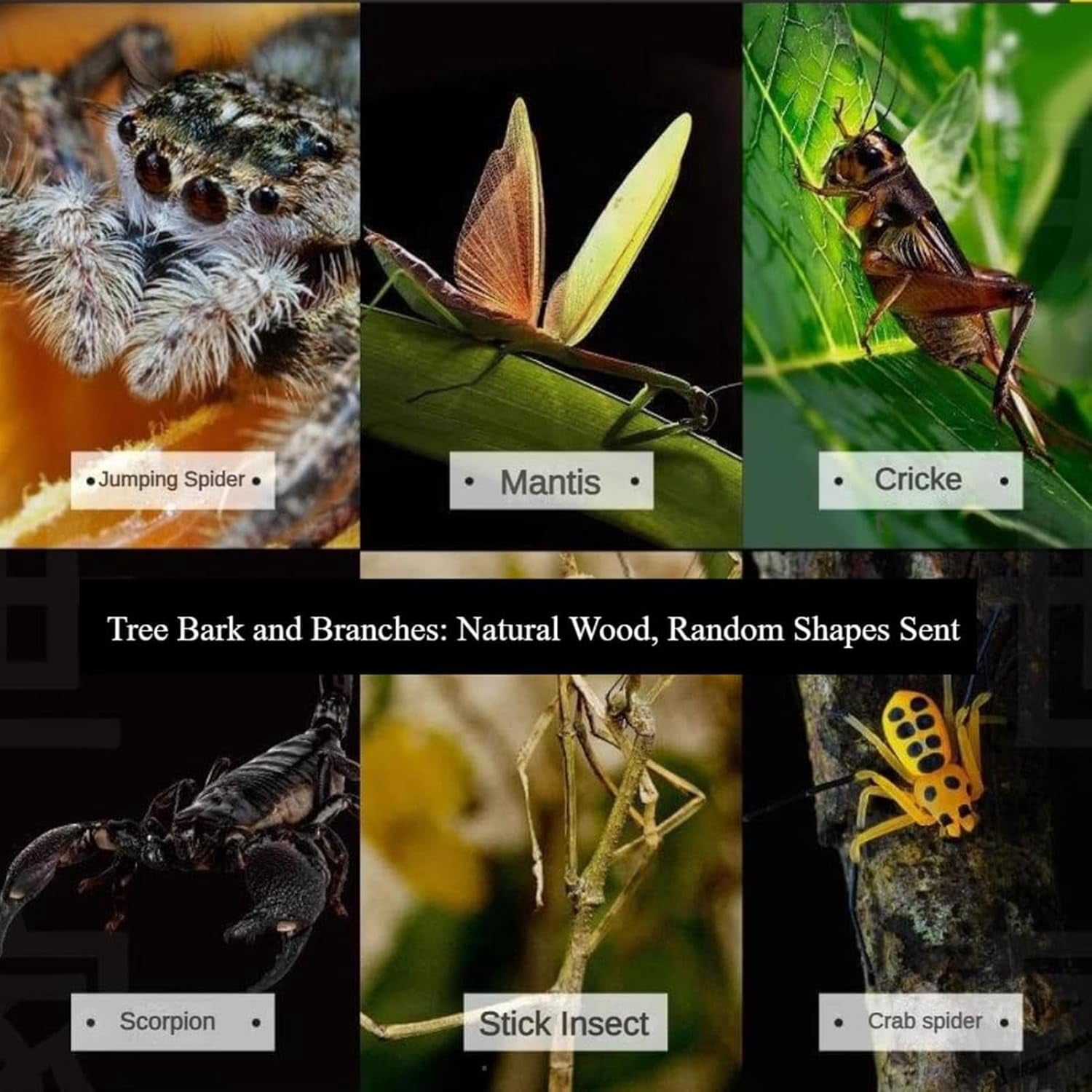 Acrylic Terrarium for Small Reptiles, Jumping Spider, Snail, Mantis