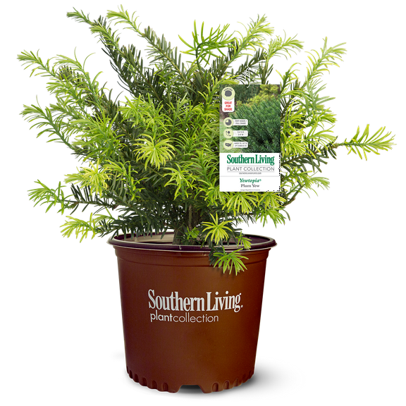 Southern Living Yewtopia Plum Yew Live Shrub in 2.5-Quart Grower Pot