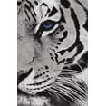 thumbnail image 2 of Grey, Jace 13x18 White Modern Wood Framed Museum Art Print Titled - Tiger Purple Eye Mate, 2 of 4