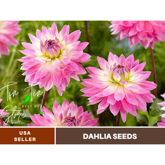 40  Seeds| Miss Delilah Dahlia Perennial Seeds | Seeds, Herbal Seeds, Flower Seeds, GMO Free, Authentic Seed #D066
