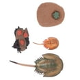 thumbnail image 1 of Miangastore Horseshoe Crab Education Model Assorted Color 1 Set 4.7x2.4in Plastic, 1 of 9
