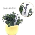 thumbnail image 2 of Plant Labels Garden Uv Resistant Durable And Waterproof Garden & Outdoor Living, 2 of 8