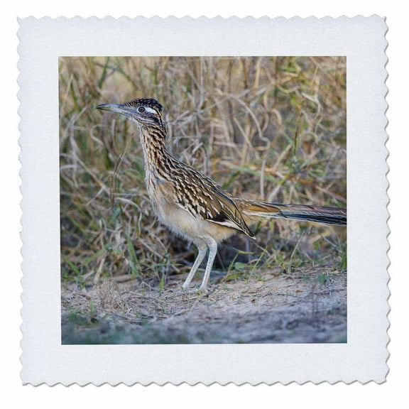 3dRose, Greater Roadrunner, Geococcyx californianus in grassland, 12x12 inch quilt square