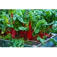 thumbnail image 2 of TomorrowSeeds - Ruby Red Rhubarb Swiss Chard Seeds - 600+ Count - For 2026 Planting USA Garden, 2 of 11
