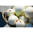 thumbnail image 5 of 250 *  Seeds ECLIPSE ONION White Sweet Allium Cepa Vegetable Seeds, 5 of 9