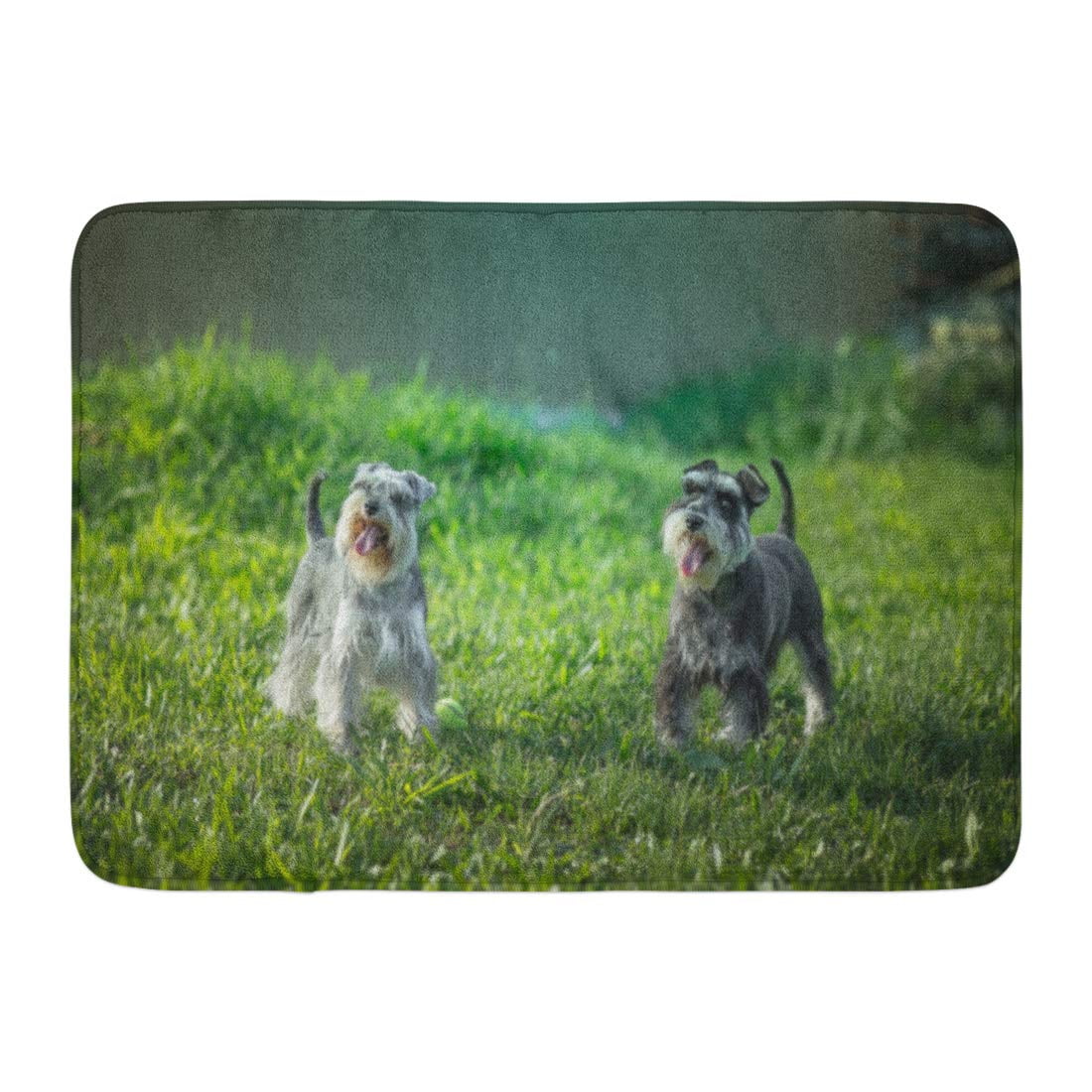 silver giant schnauzer