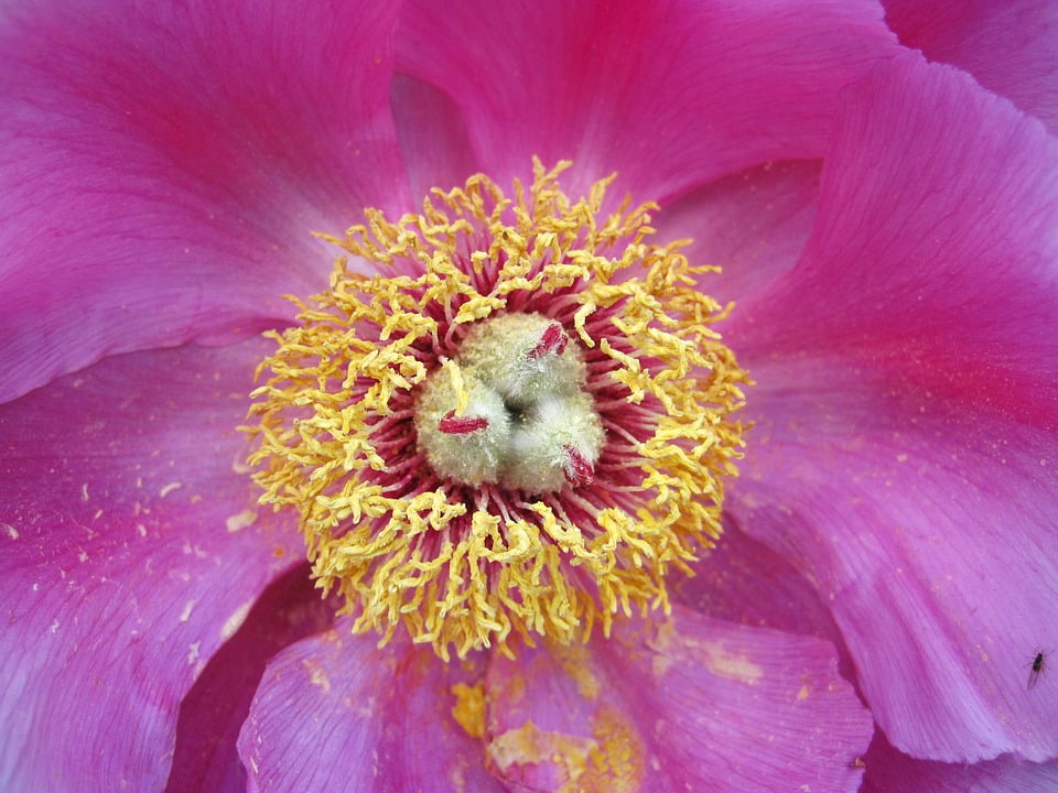 peony baby