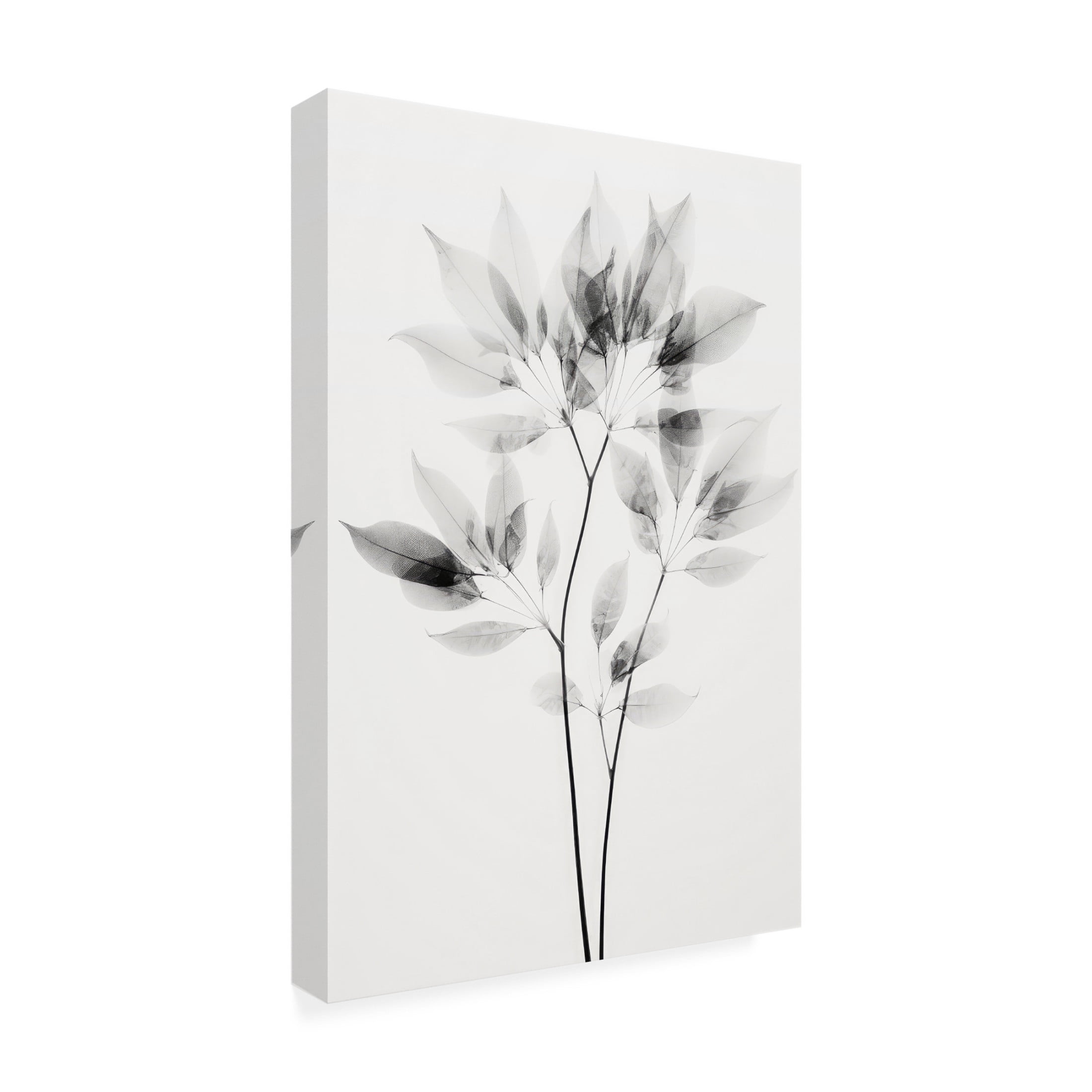 Trademark Fine Art Treechild Transparent Botanic No 8 Canvas Wall Art