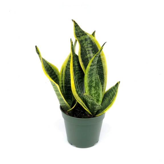 4 in. Sansevieria Laurentii Superba Plant in Grower Container