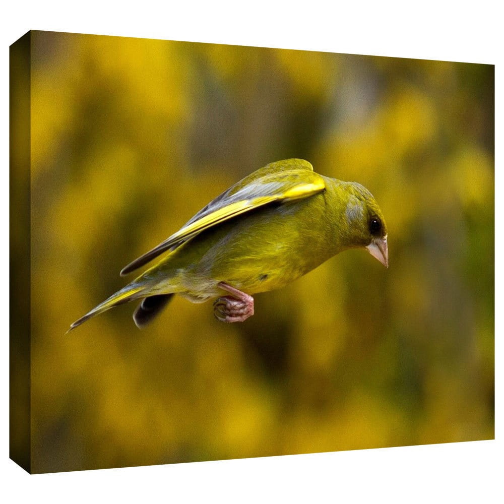 Lindsey Janich "Finch Leaping A1" Gallery-Wrapped Canvas