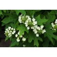thumbnail image 2 of 40 White OAK LEAF HYDRANGEA Quercifolia Shrub Flower Seeds, 2 of 5