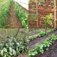 thumbnail image 5 of 10 x 50 m de hilo de algodón verde de 1 mm para jardinería, arte floral, envoltura blanca, 5 of 5