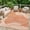 Orange, variant on Pentantan Outdoor Rug 5'x8' Waterproof Reversible Portable Plastic Outside Mat for Patios, Lightweight Straw Rugs for RV Camping Garden, Orange and White