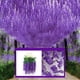thumbnail image 5 of Wisteria decora 6 hojas ANGGREK AC1618, 5 of 8